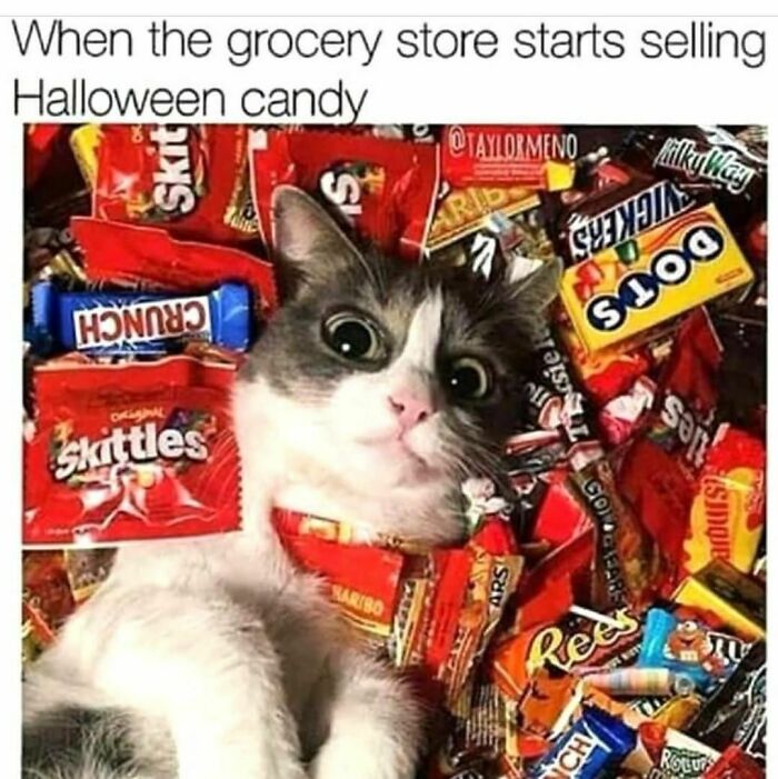 Cat surrounded by Halloween candy, wide-eyed and surprised, with Skittles, Crunch, and Dots visible in the mix.