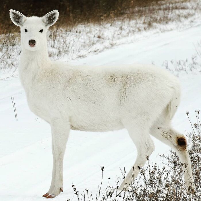 Picture of Seneca White Deer