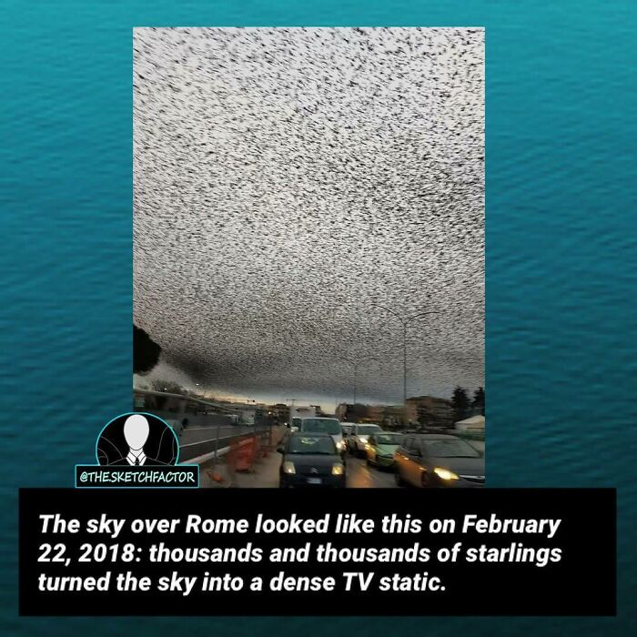 Dense murmuration of thousands of starlings in the sky over Rome, illustrating a disturbing and morbid natural phenomenon.