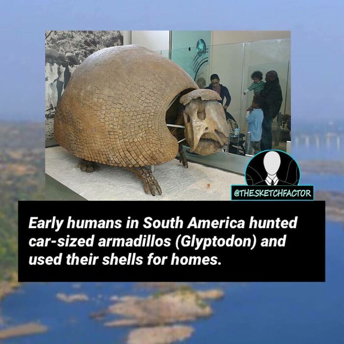 Model of a car-sized Glyptodon with text about early humans hunting armadillos and using shells for homes, morbid facts.