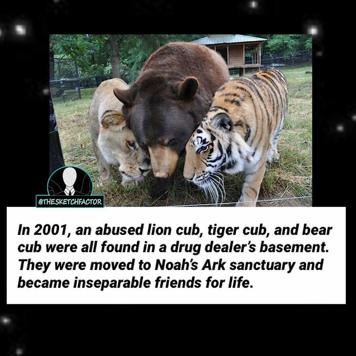Lion cub, tiger cub, and bear cub rescued and became inseparable friends, a disturbing and morbid fact shared by this Insta page.