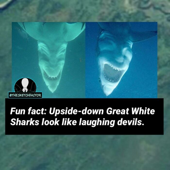 Upside-down great white sharks with open mouths resemble laughing devils, a disturbing and morbid fact that might freak you out.