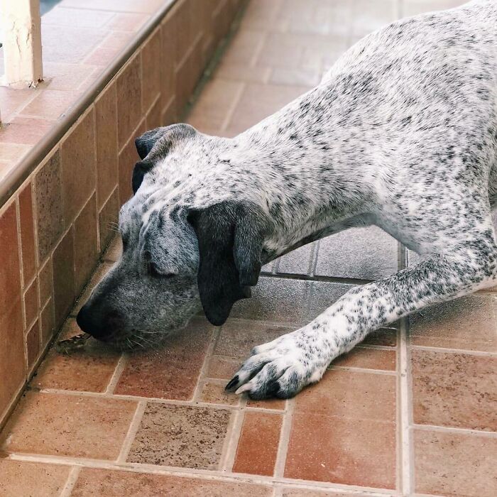 Dog sniffing a butterfly
