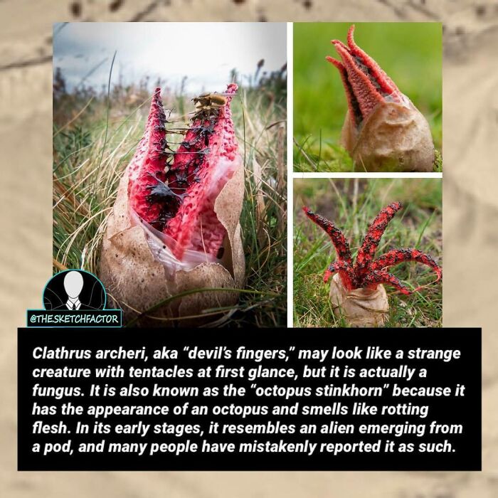 Close-up of the disturbing and morbid Clathrus archeri fungus, known as devil’s fingers or octopus stinkhorn.