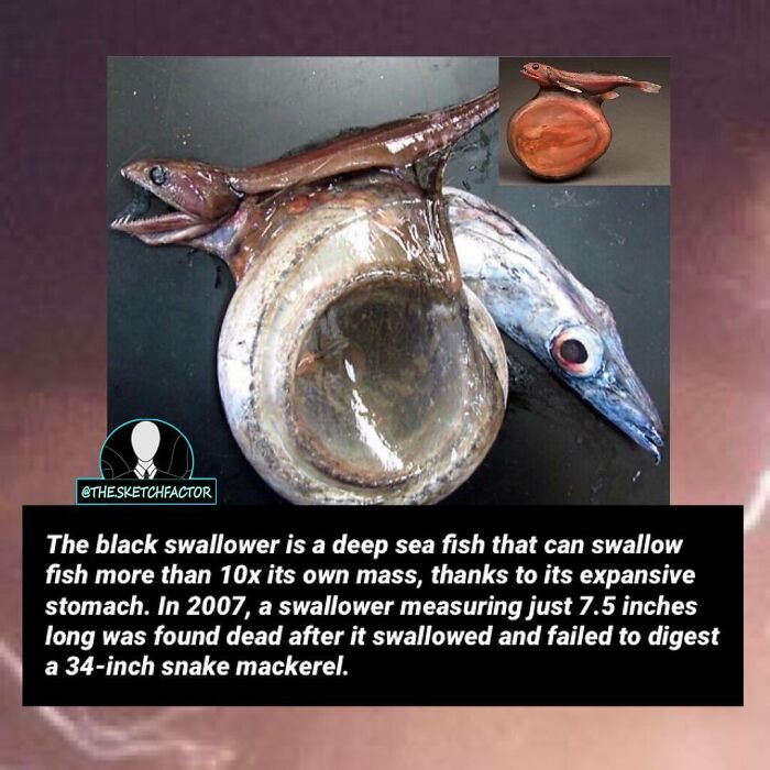 Black swallower deep sea fish with massive stomach swallows prey larger than itself in disturbing and morbid facts image.