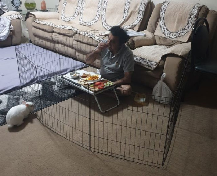 Husband Finally Figured Out A Way To Have His Dinner In Peace... Bunny Gattu Is Free Roaming House Bunny And The Fence Provided By The Rescue Was Useless Untill Hubby Put It To Good Use