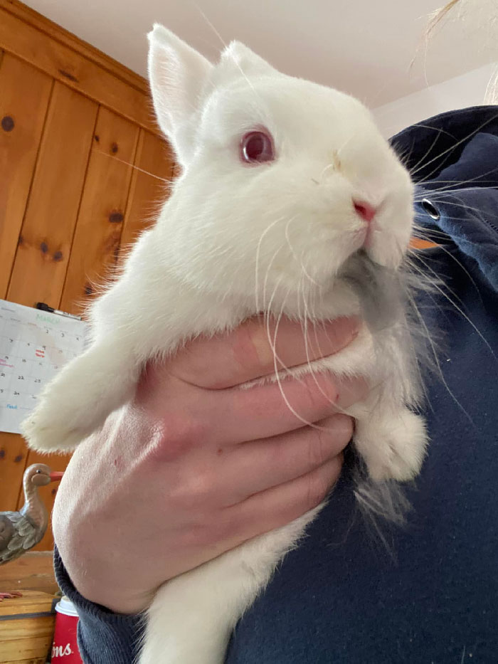 No I Did Not Bite My Sister