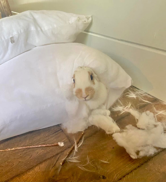 This Little [Jerk] Thought It Would Be Fun To Burrow In My Throw Pillow Inserts!