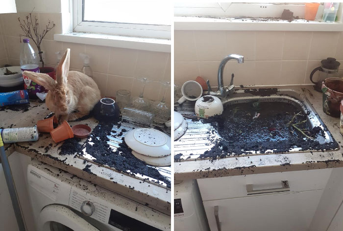 Yesterday Dorothea Managed To Jump Onto The Kitchen Counter 
