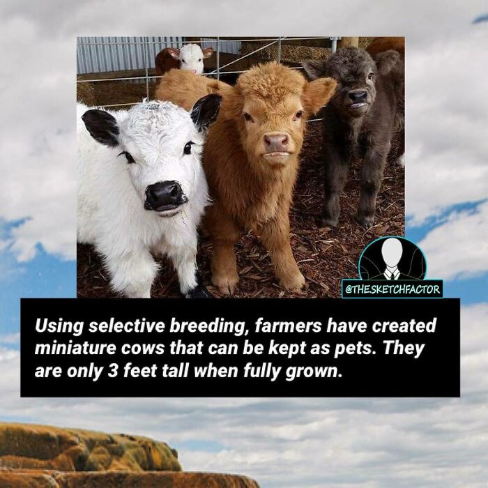Miniature cows created through selective breeding can be kept as pets and grow only 3 feet tall when fully grown.