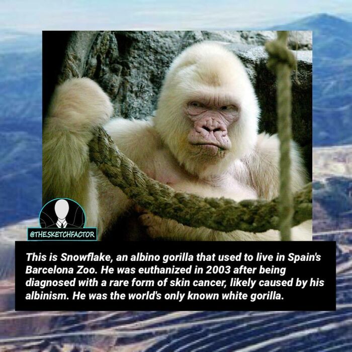 Albino gorilla named Snowflake at Barcelona Zoo with rare skin cancer, a disturbing and morbid fact shared on Instagram.