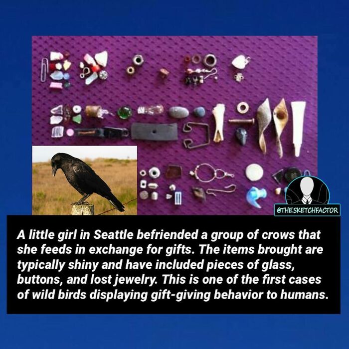 A collection of shiny objects gifted by crows to a girl, illustrating disturbing and morbid facts about animal behavior.