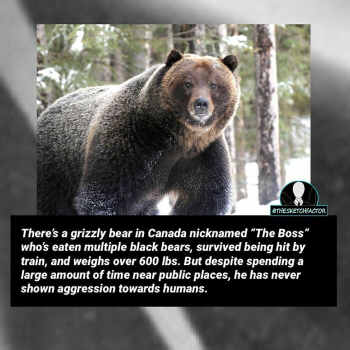 Grizzly bear in Canada with morbid facts including surviving a train hit and eating multiple black bears.