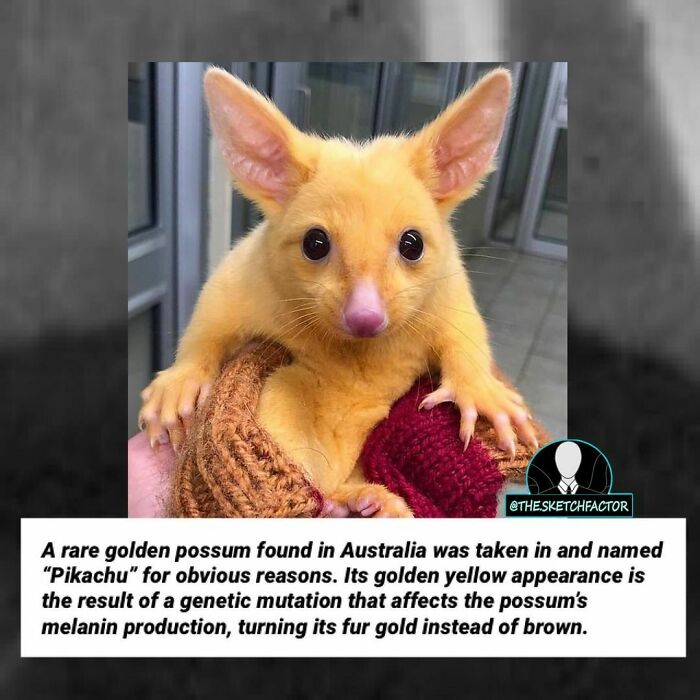 Golden possum with genetic mutation causing gold fur, a rare and disturbing morbid fact shared by this Insta page.