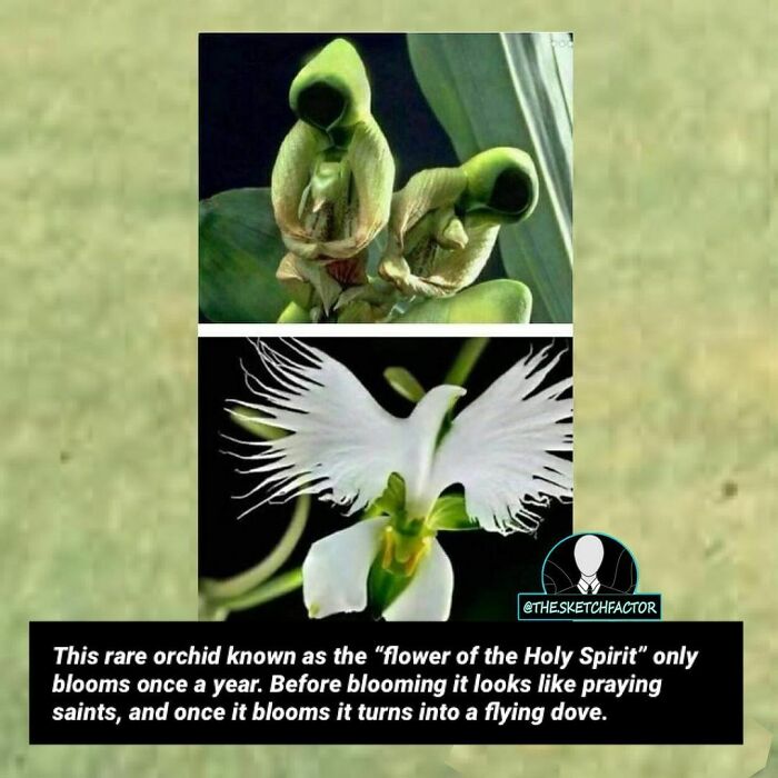 Rare orchid called flower of the Holy Spirit resembling praying saints then a flying dove, a disturbing and morbid fact.