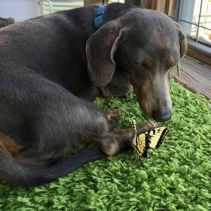 Dog looking at a butterfly