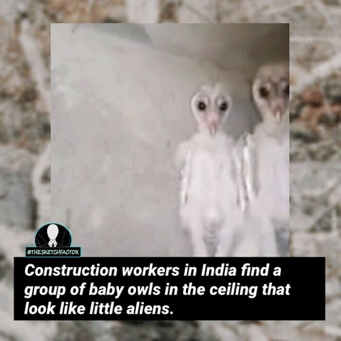 Baby owls found in a ceiling by construction workers, looking eerie and fitting disturbing morbid facts theme.