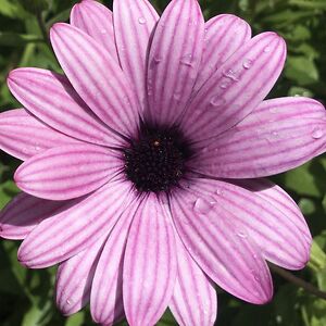 ameliehbutler avatar