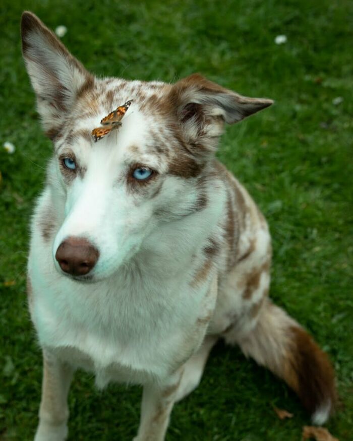 Dog with a butterfly on his head