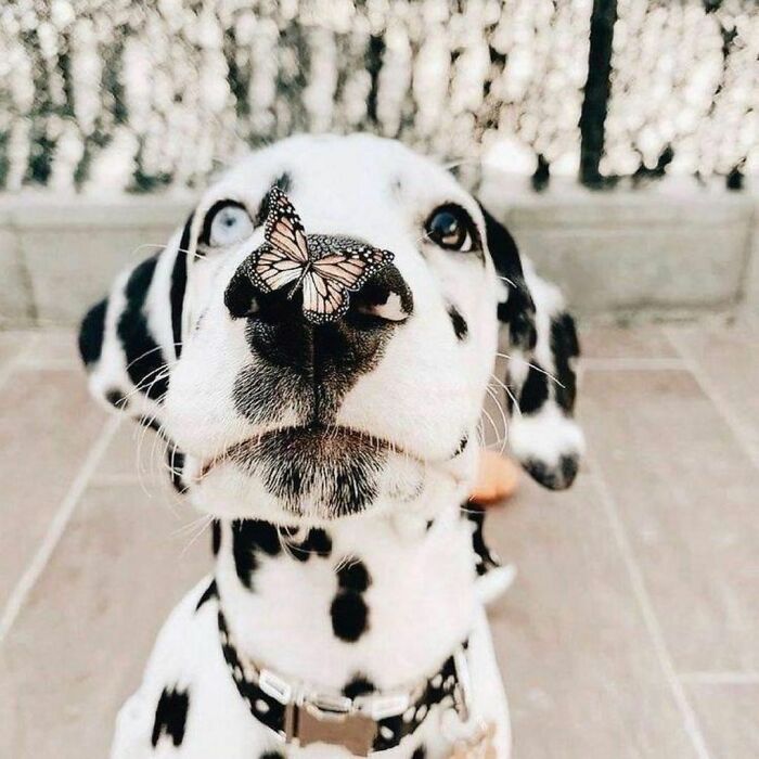 Dog with a butterfly on his nose