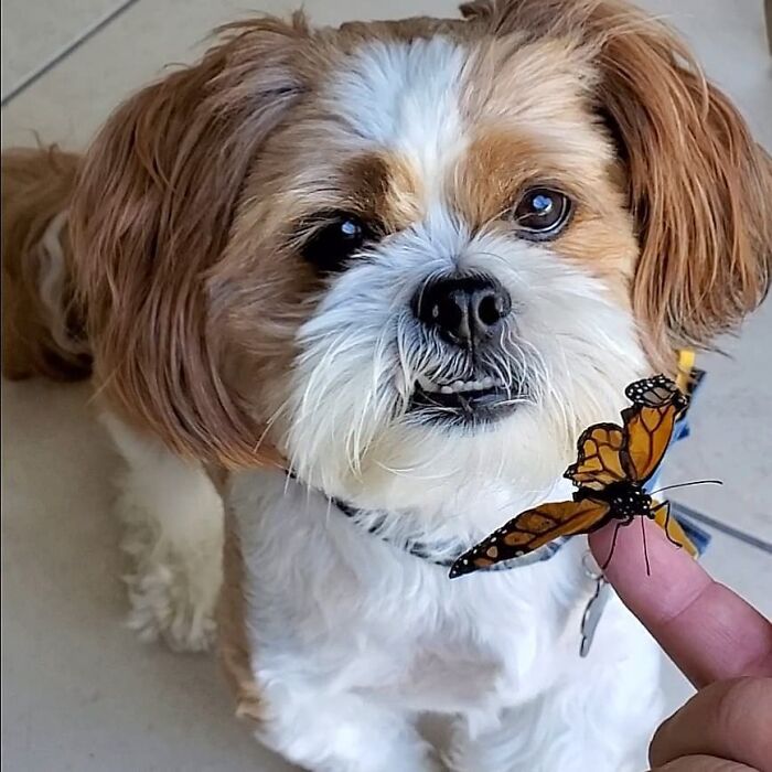 Dog looking at a butterfly