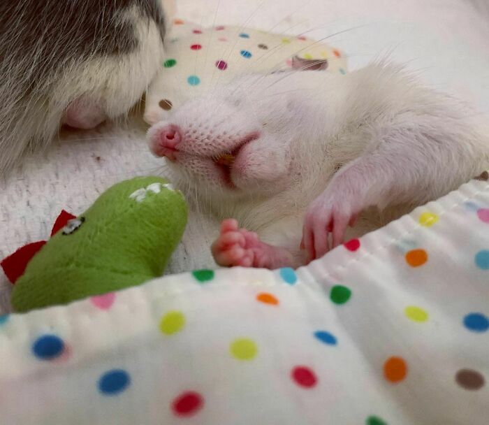 Sleeping With His Tiny Dinosaur