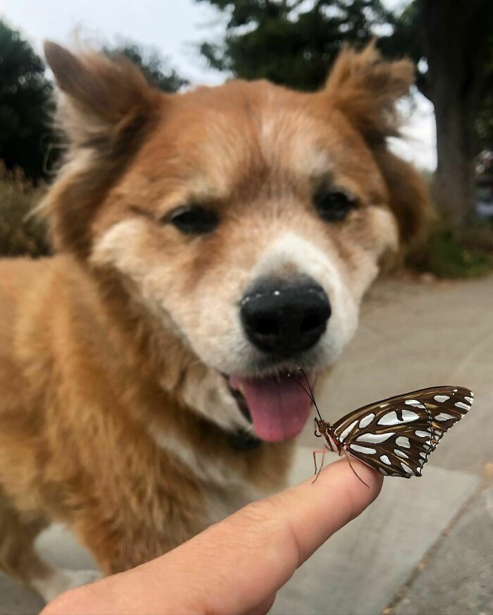 Dog looking at a butterfly