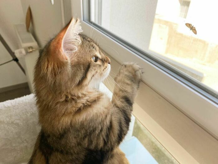 A cat looking at butterfly through the window