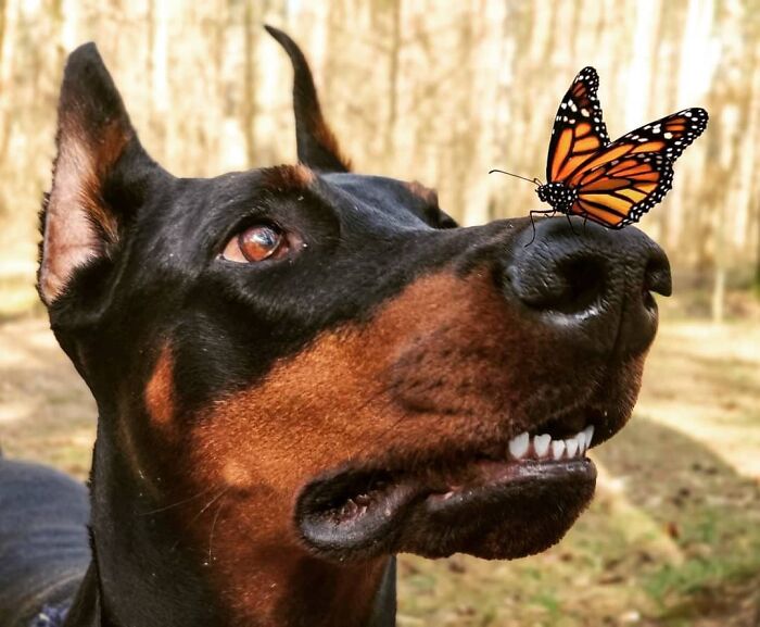 Dog with a butterfly on his nose