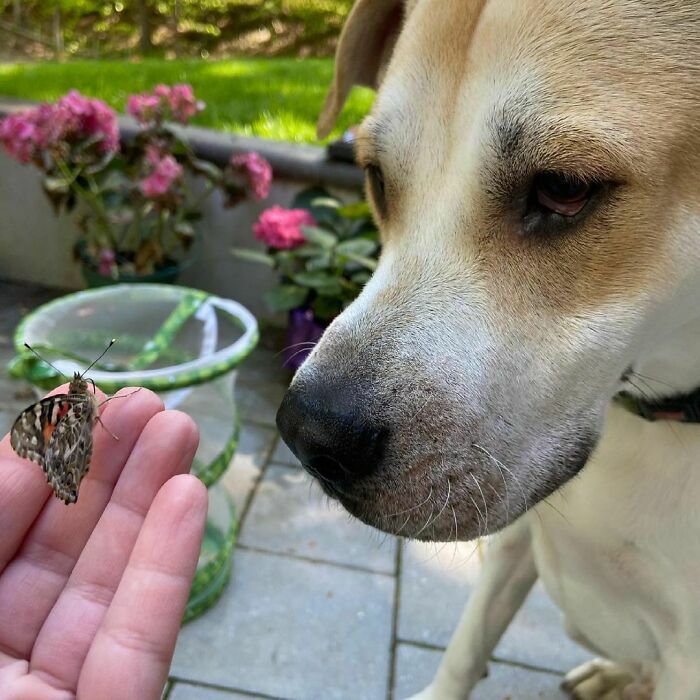 Dog looking at a butterfly