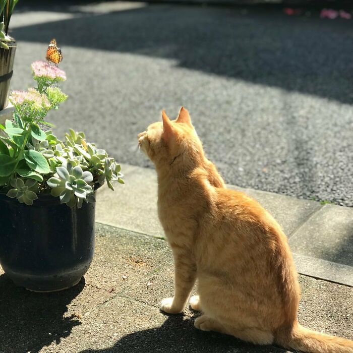 Cat looking at a butterfly