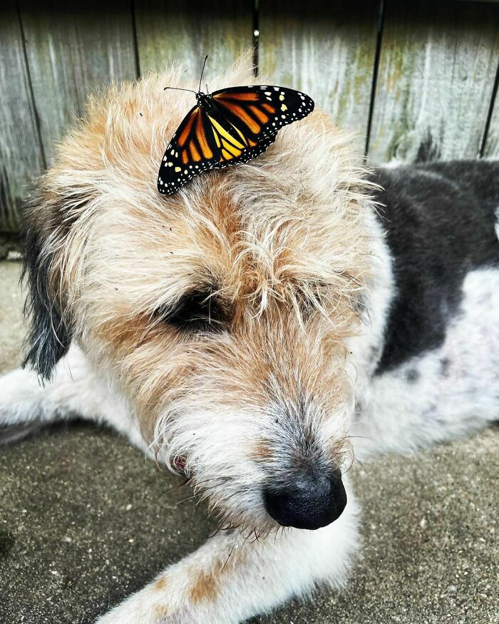 Dog with a butterfly on his head