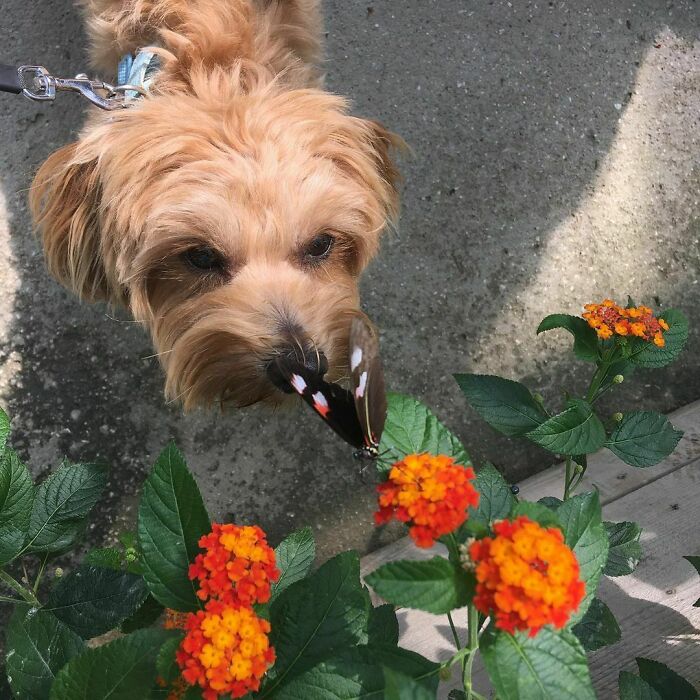 Dog looking at a butterfly