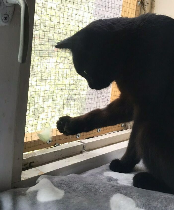 Cat playing with a butterfly