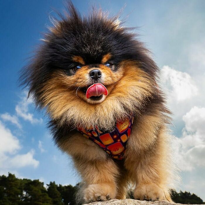 Happy-Go-Lucky Adventures Of A Little Pommy Living Life To It’s Fullest