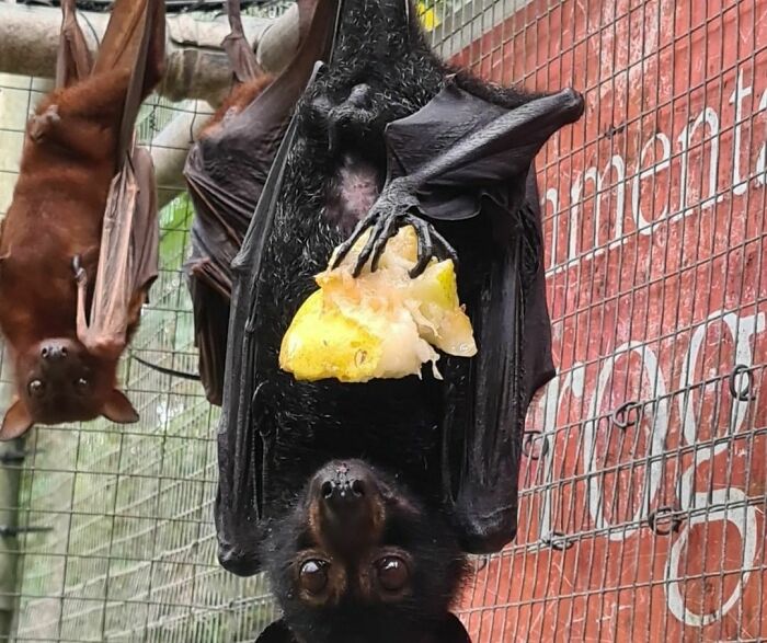 He Big Boy With The Tummy Wound Has Healed Completely And Was Released Today