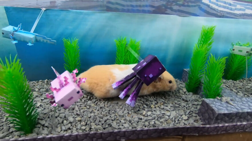 36 Million People Fell In Love With This Brave Hamster Video, Where He's Escaping From A Minecraft-Themed Prison Maze (15 Pics)