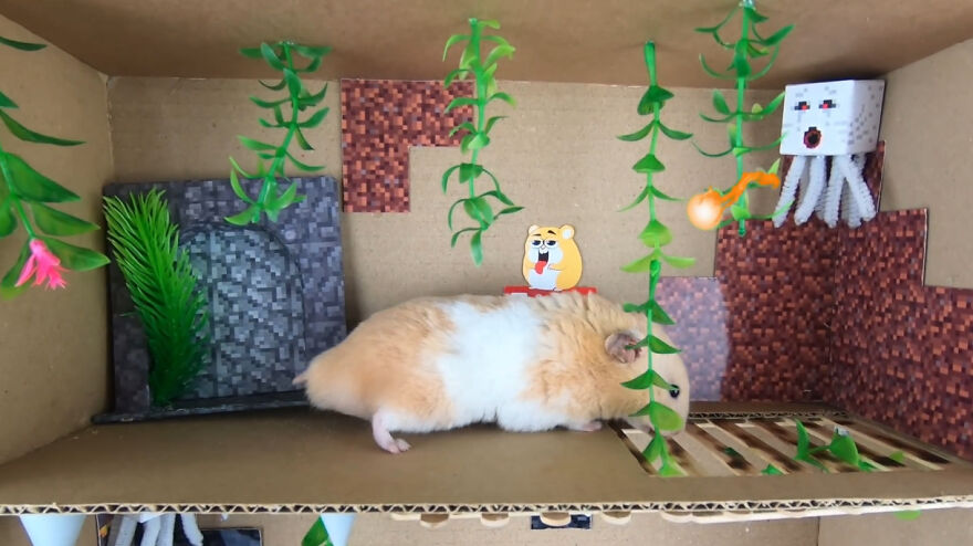 36 Million People Fell In Love With This Brave Hamster Video, Where He's Escaping From A Minecraft-Themed Prison Maze (15 Pics)