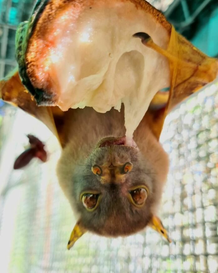 Pictured Is Gill, Chowing Down On Her Favourite Fruit, Custard Apple