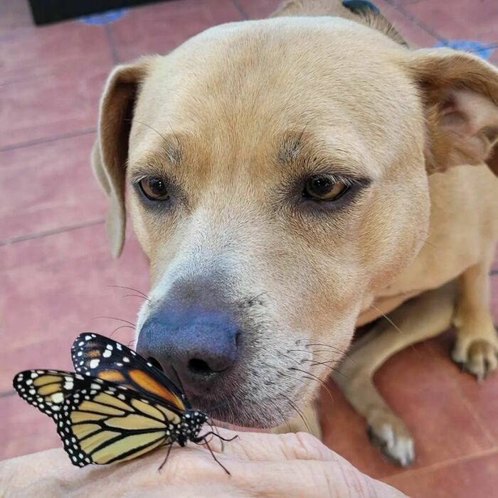 Dog sniffing a butterfly