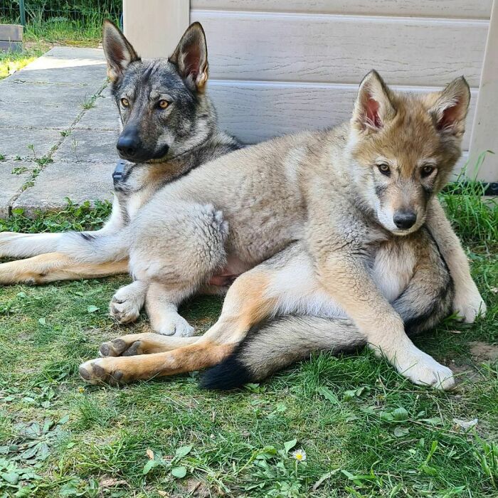 Quiet Thorkan On Seiya