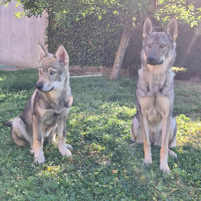 Thorkan 4 Months And Seiya Almost 16 Months