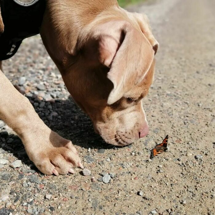 Dog sniffing a butterfly