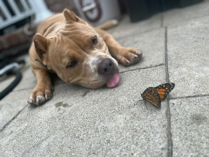 Dog looking at a butterfly