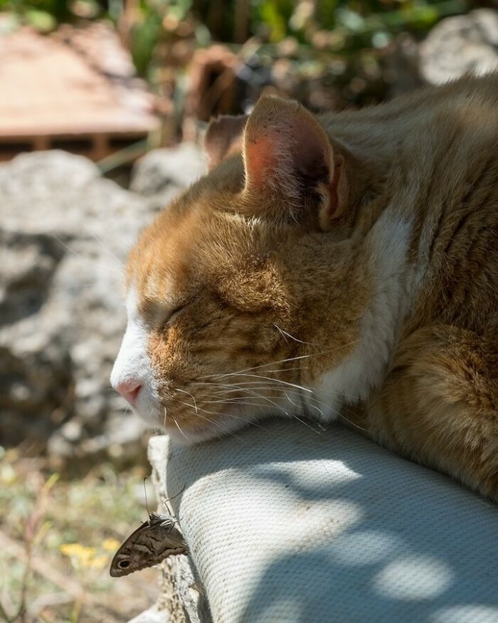 Cat sleeping next to butterfly