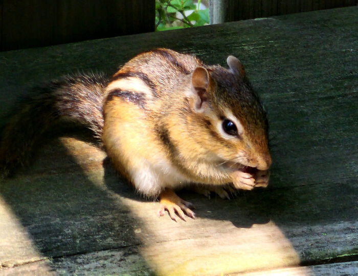 Chipmonk Breakfast