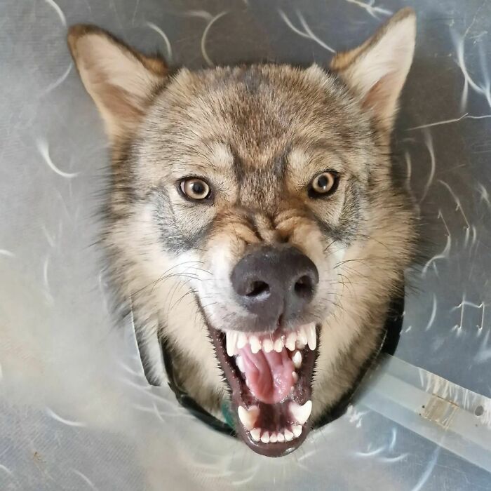 Thorkan And His Collar, He Loves It