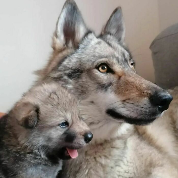 ¡Thorkan y su hermosa madre Phoebee! Sólo tenía unas pocas semanas de vida, mi bebé, ¡me encanta esta foto!