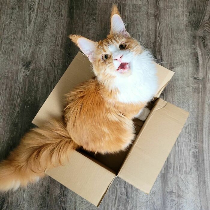 Orange Maine C**n cat sitting in a cardboard box on wooden floor, looking up adorably.