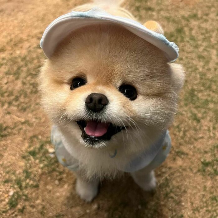 Cute Pomeranian